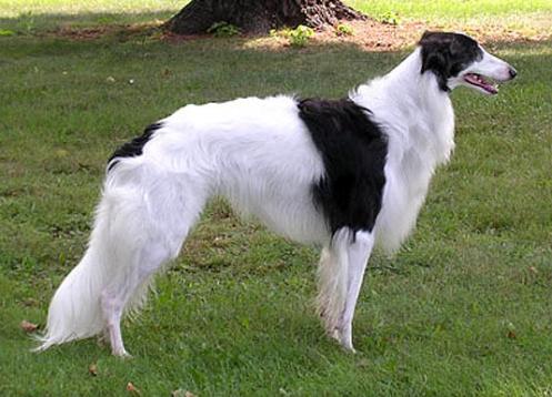 is the silken windhound legal in singapore