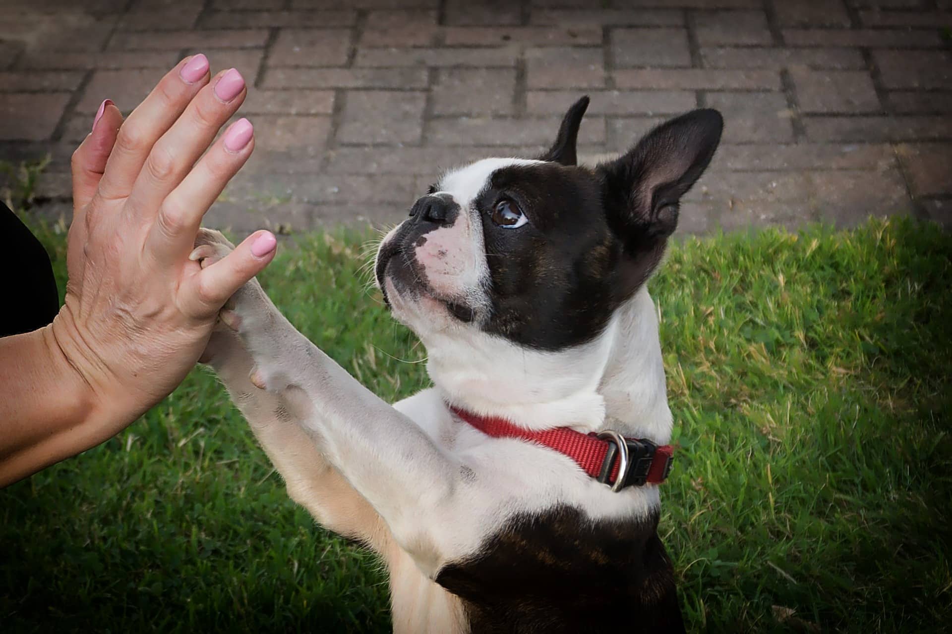 can boston terriers have bananas